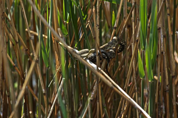 Natrix tessellata